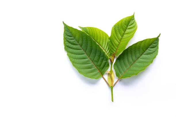 Purchase Premium Borneo Kratom: The Ultimate Guide to Finding Top Quality